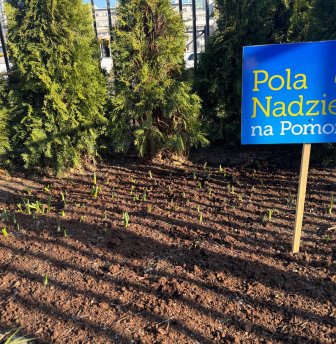 Pola nadziei rosną