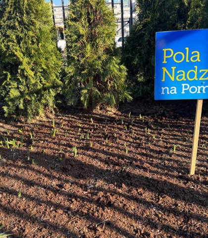 Pola nadziei rosną (2).jpeg